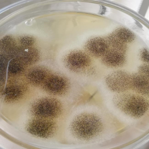 165354534956232047.png 3084330 (2).png