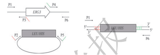 172371219612243590.png image.png