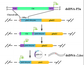 172482620361161351.png image.png