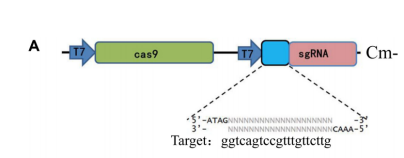 172550315454925783.png image.png