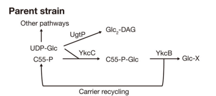 172630529881324908.png image.png