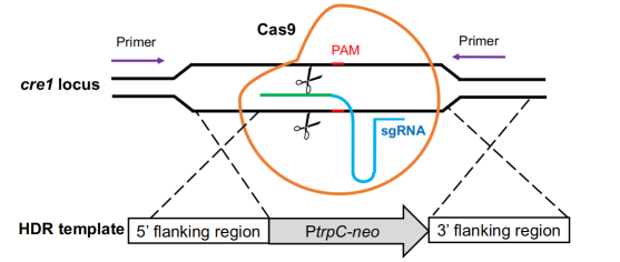 172630606645258654.png image.png