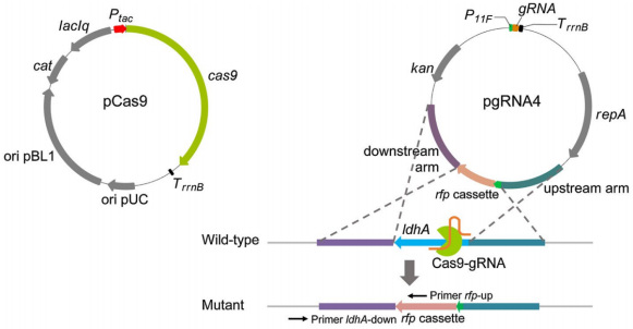 172630610874402810.png image.png