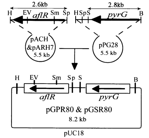 172742202498173872.png image.png