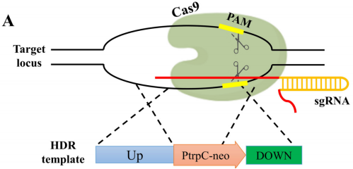 172742639836569914.png image.png