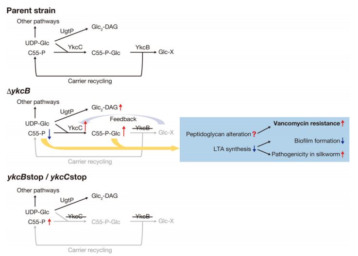 172947576590582968.png 图片25.png