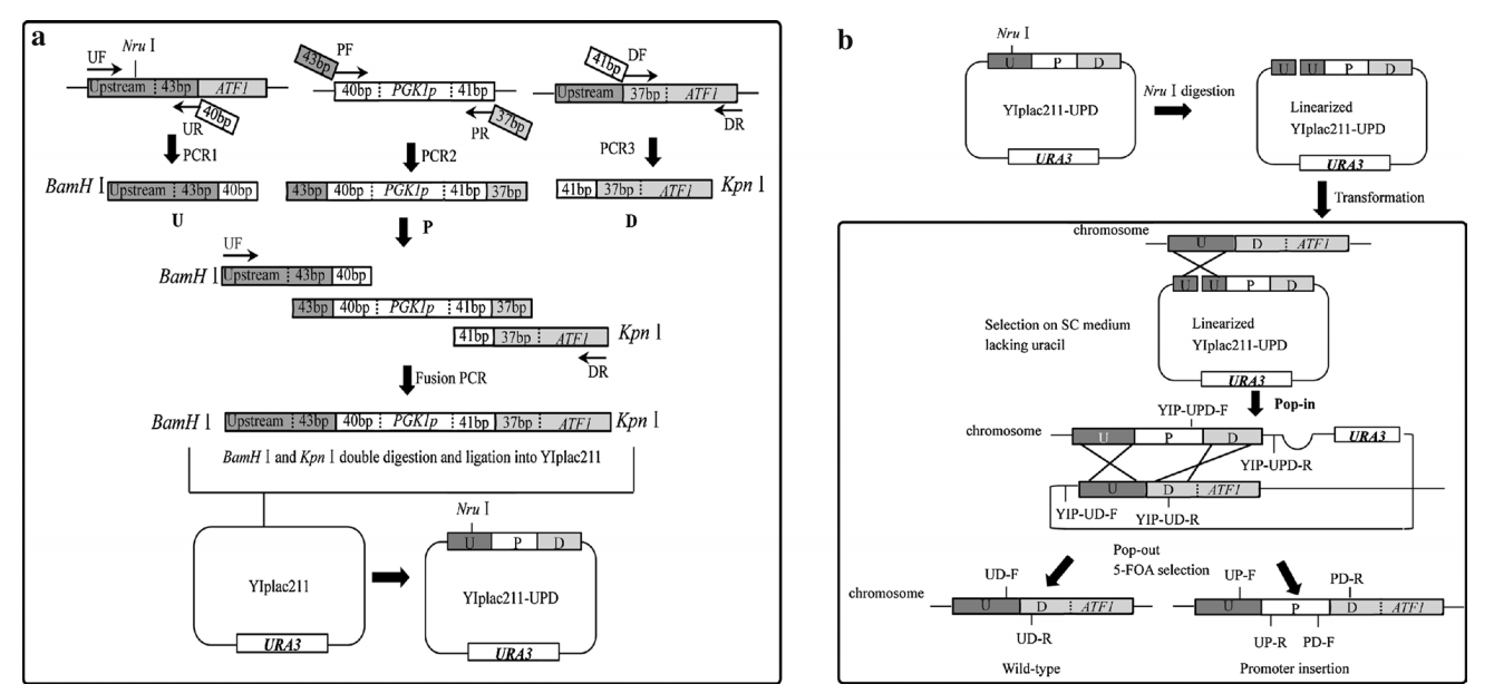 172947625034317418.png 图片33.png