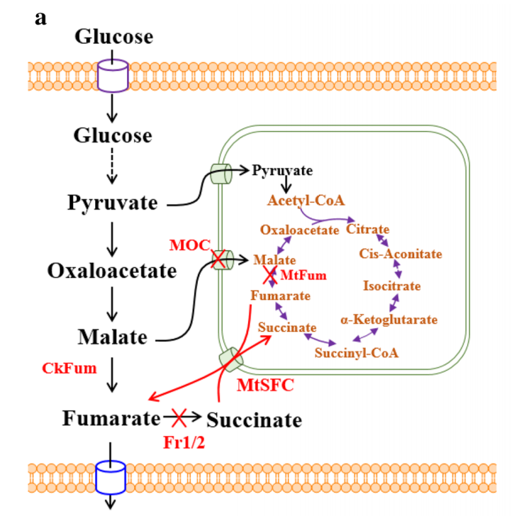 172947685034887292.png 图片41.png