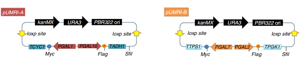 172947705919447054.png 图片43.png