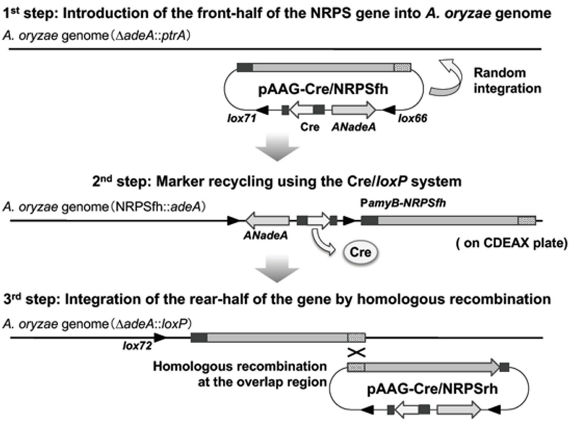 173018643257175576.png 图片74.png