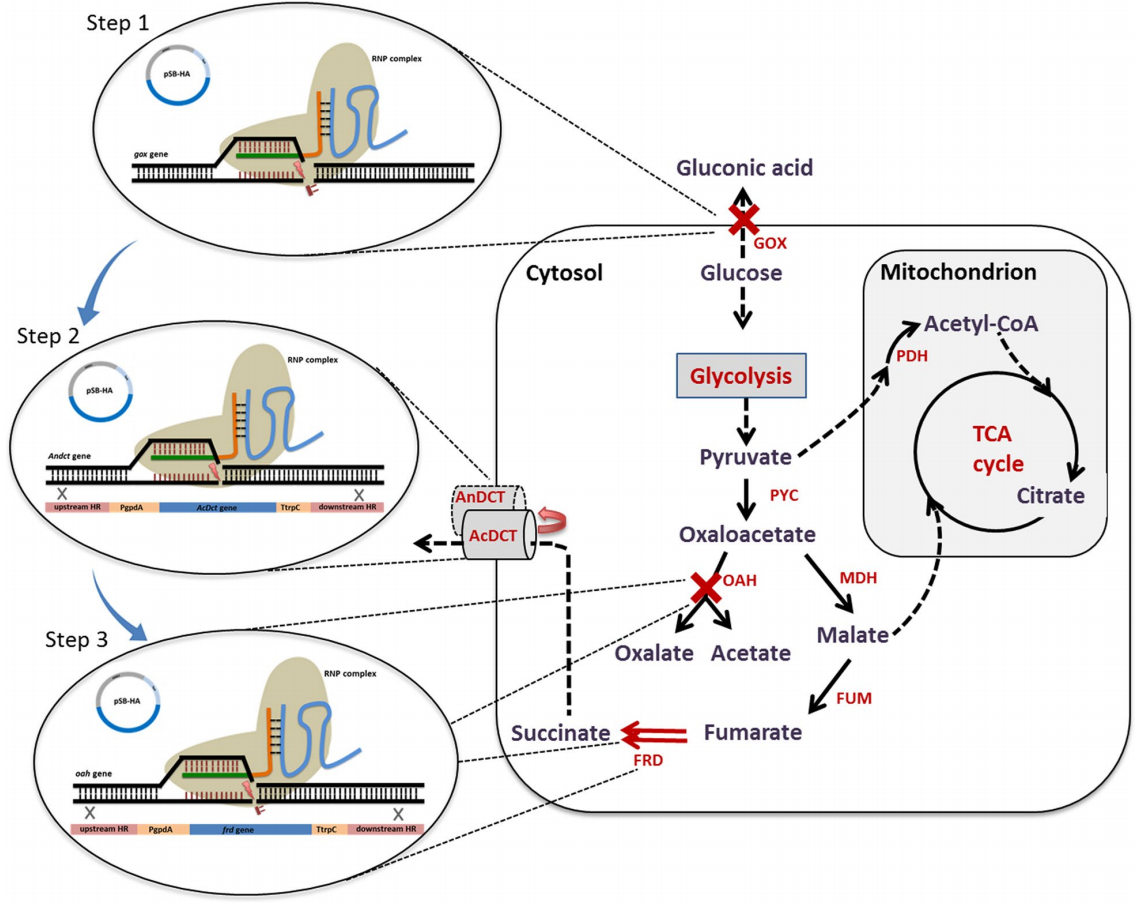 173190994726244769.png 图片28.png